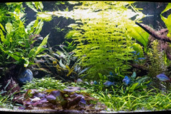 Aquarium Rob-Taal (categorie A1)